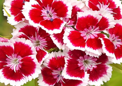 Nằm mơ thấy hoa cẩm chướng có ý nghĩa gì? Điềm báo gì? Tốt hay xấu?