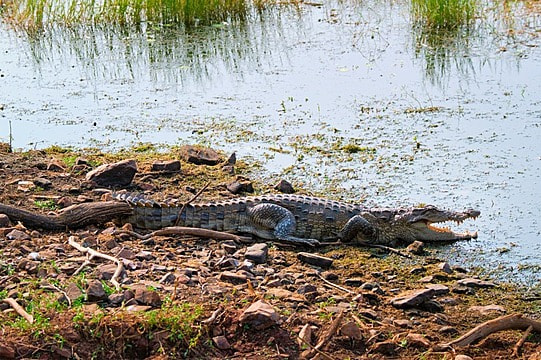 Nền Cá Sấu đầm Lầy Mũi Hếch Cá Sấu Phá Hoại Crocodylus Palustris Là Một  Loài Cá Sấu Bản địa Nước Ngọt ở Công Viên Quốc Gia Ranthambore Ấn Độ Hình  Chụp