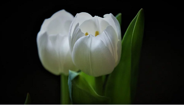 Ý nghĩa của hoa tulip và truyền thuyết về loài hoa