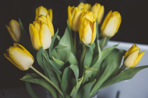 Ý nghĩa của hoa tulip và truyền thuyết về loài hoa