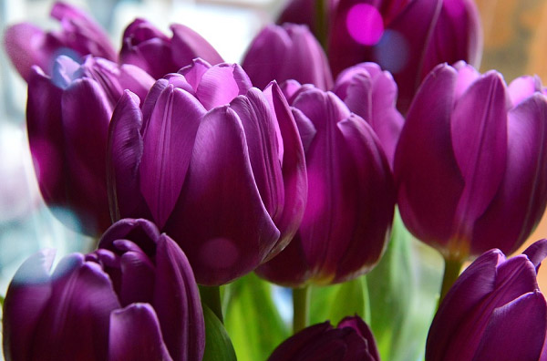 Ý nghĩa của hoa tulip và truyền thuyết về loài hoa