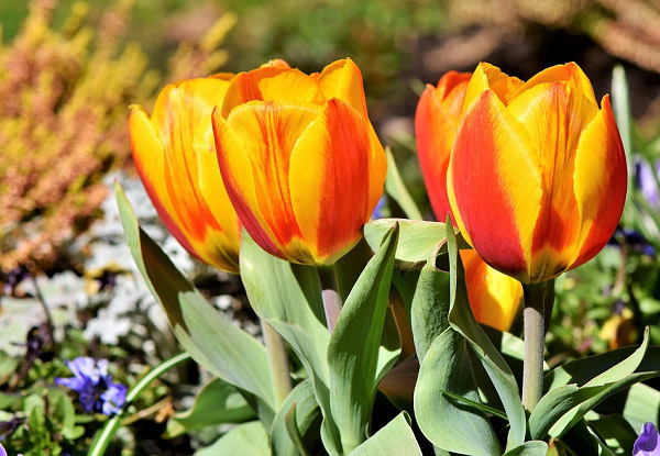 Ý nghĩa của hoa tulip và truyền thuyết về loài hoa