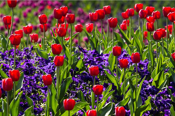 Ý nghĩa của hoa tulip và truyền thuyết về loài hoa