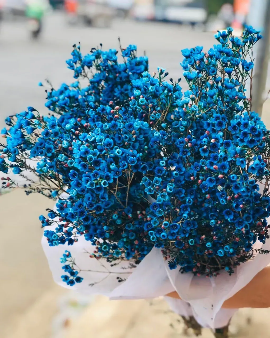 Hoa liễu xanh là biểu tượng của cuộc sống thanh bình.